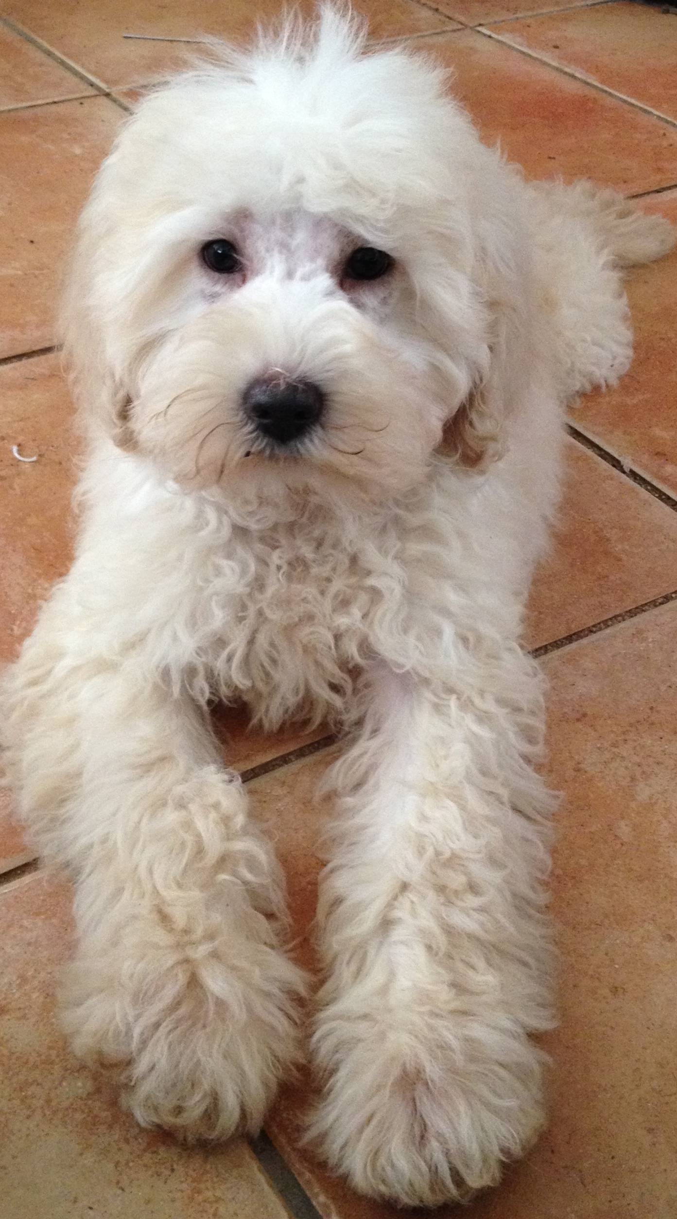 Australian Cobberdogs Great Mates Australian Cobberdogs