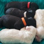Australian Cobberdog Puppies